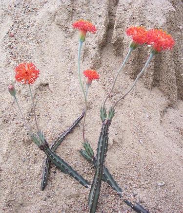 senecio stapeliiformis